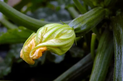 Courgette et fleur sur un plant