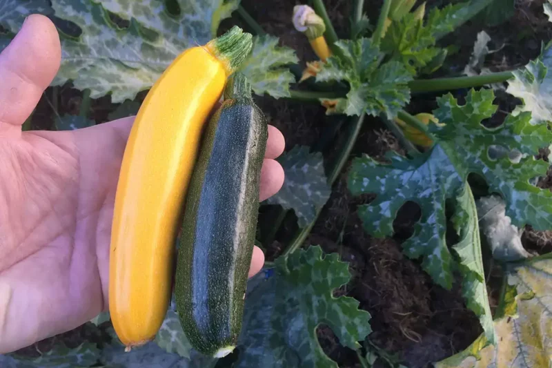 The harvest stage of small zucchini