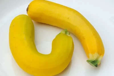 Two yellow zucchini