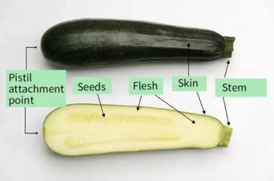 Different parts of zucchini