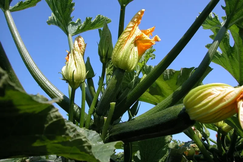 Growing zucchini in the garden